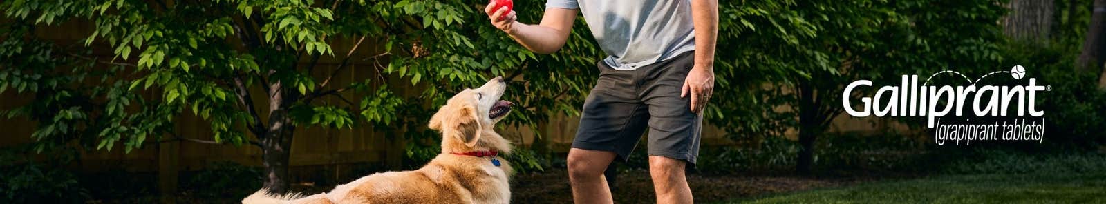 Galliprant for dogs with arthritis