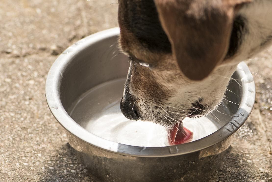 A dog drinking out of a water bowl.