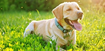 Žlutý labrador se sluní v trávě