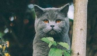 Cat in tree