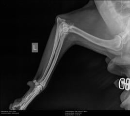 Een röntgenfoto van Kaya’s poot waarop slijtage in het kraakbeen te zien is.