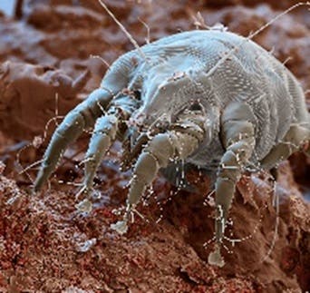 Otodectic mange