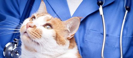 Symptômes d’infestation par les vers à surveiller chez les chats et les chatons
