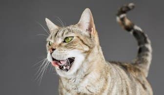 Cat drooling