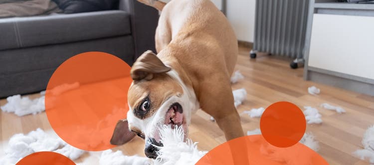 Dog destructively chewing and tearing up a pillow in a living room