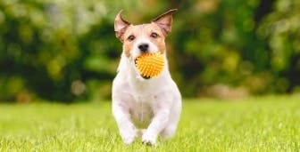 Dog running with ball in mouth