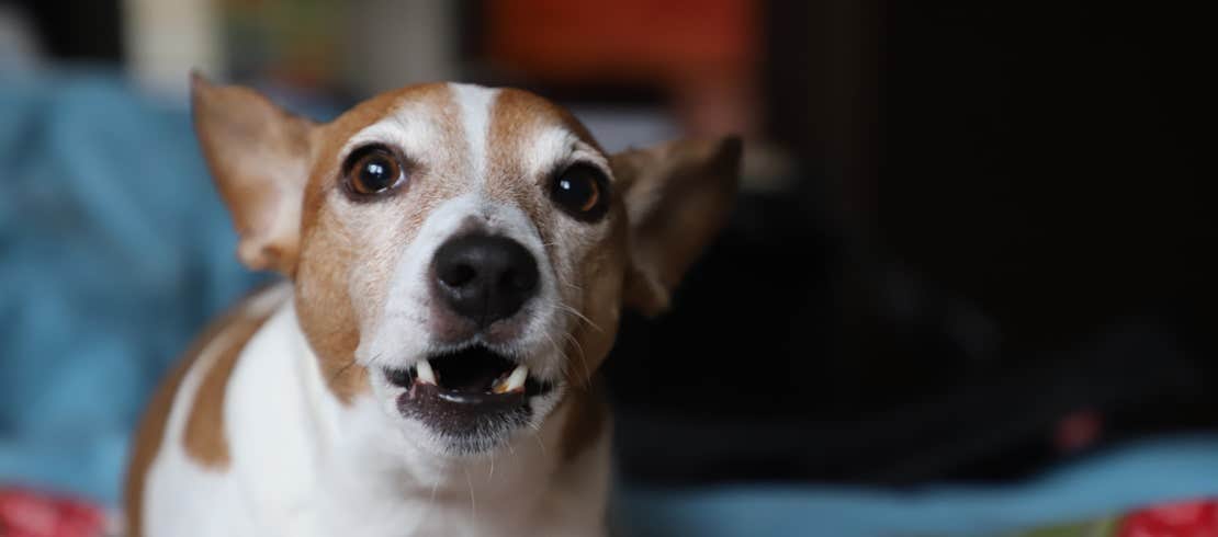 dog barking at owner