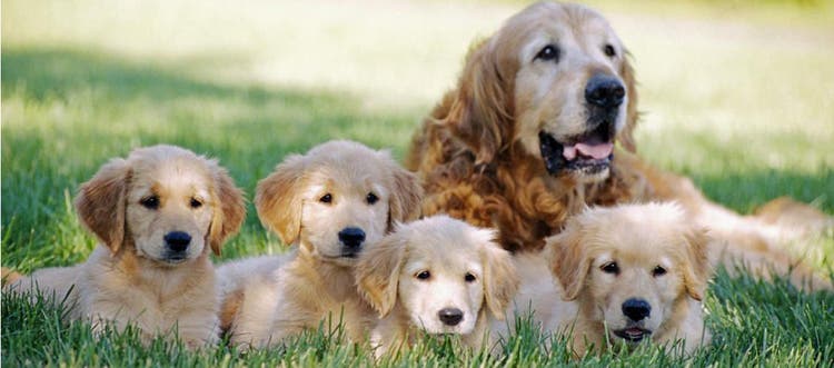 Retriever and puppies sitting on the grass