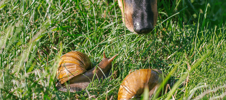 Snails with lungworm in grass