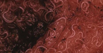 Close-up of an infected pet’s intestines infested with whipworms.