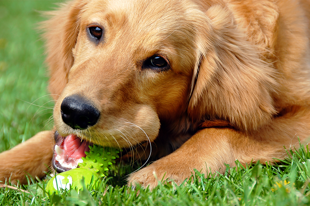 Golden Retriever kauwt op speeltje