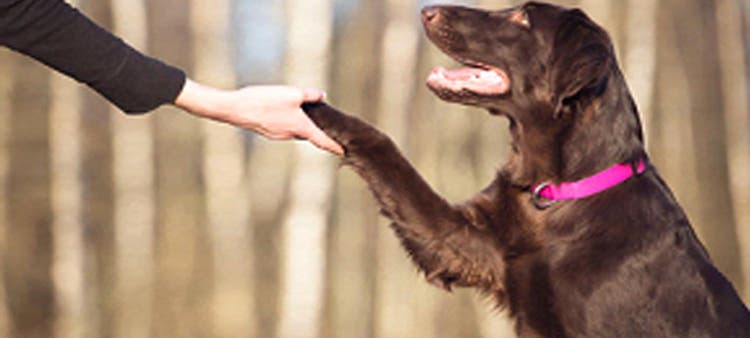 En brun labrador giver pote til sin ejer