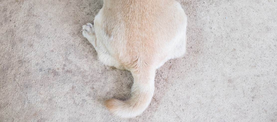 Dog scooting