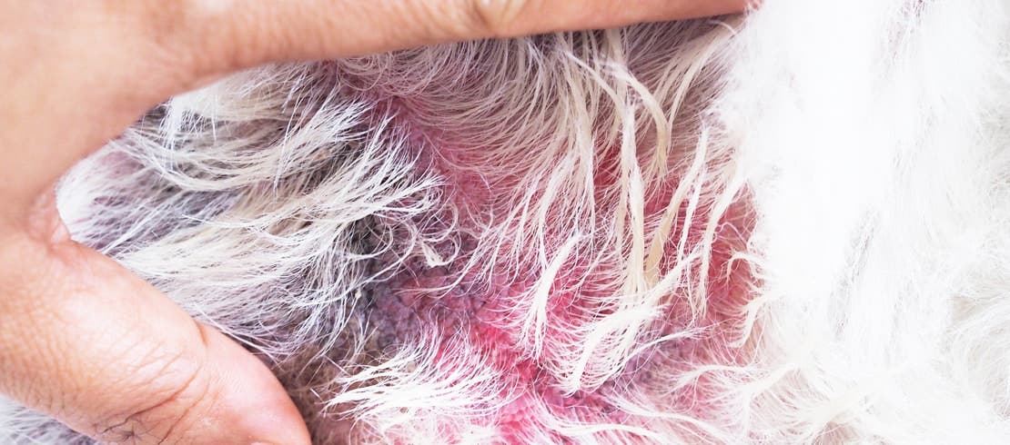 flea-allergy-dermatitis-in-dogs