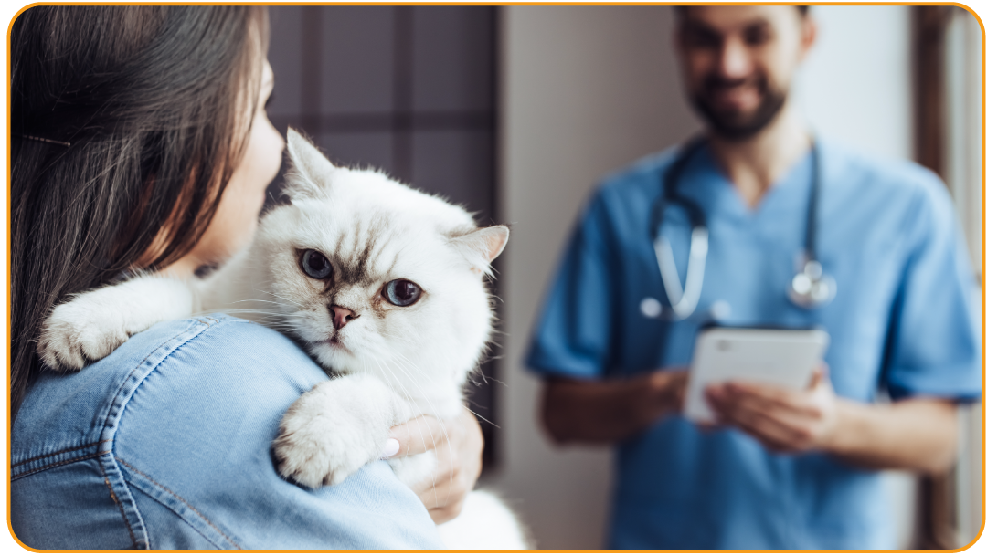 Gato adulto de pelo curto, branco com manchas cinza claras, sendo segurado por uma mulher enquanto um médico-veterinário de uniforme azul, ao fundo, observa a cena segurando um tablet em ambiente de clínica.