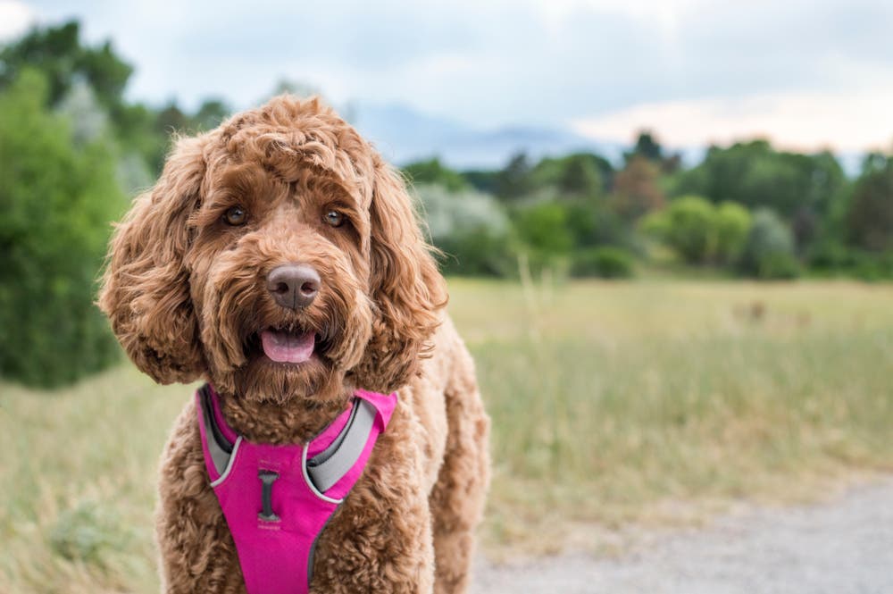 Labradoodle met een roze y-vormig hondentuigje 