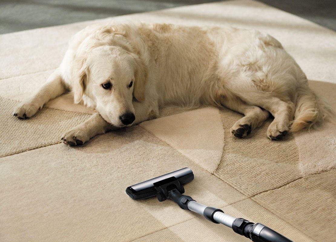 Dog on floor whilst owner is vacuuming for fleas