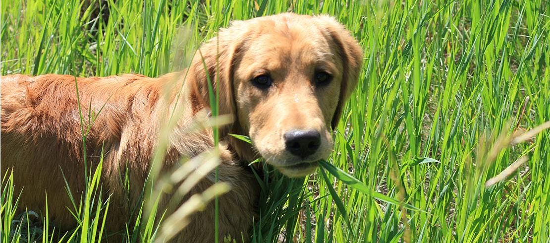 Dog standing in tall grass, at risk of catching a tick-borne disease