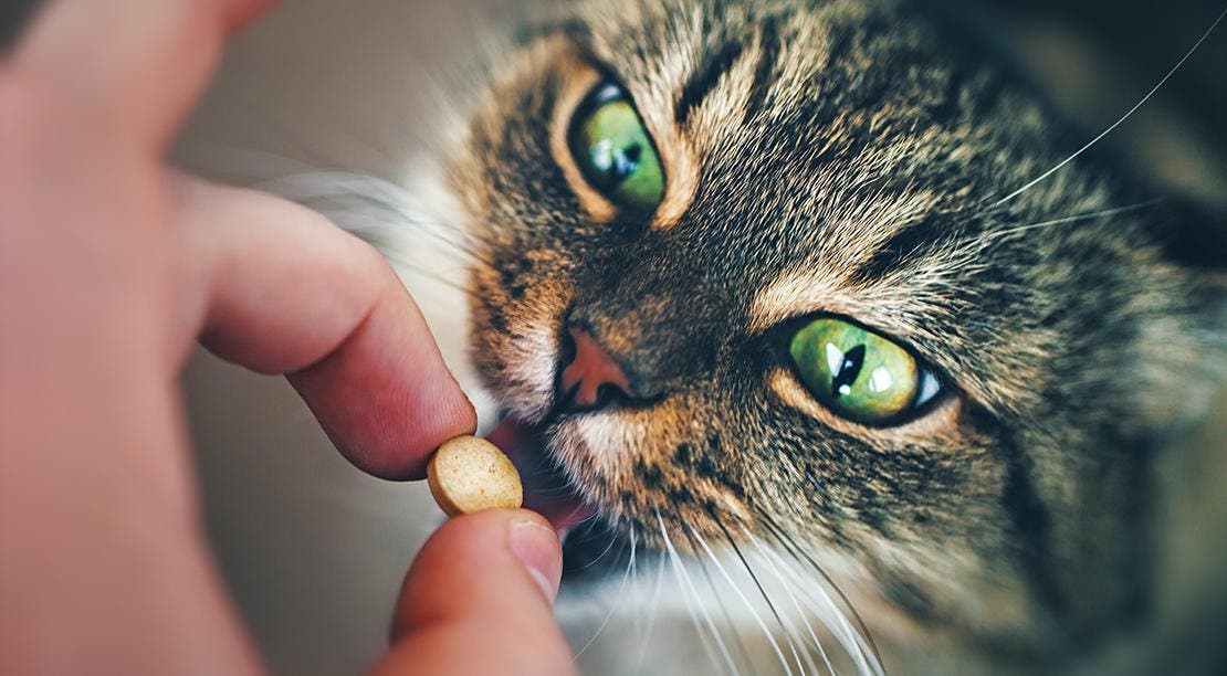 Sådan får du din kat til at tage tabletter