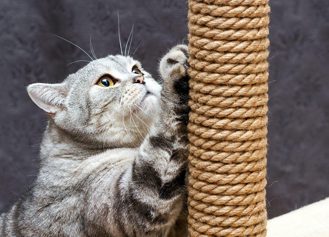 Gato listrado escocês de pêlo curto cinzento arranhando um poste de arranhar