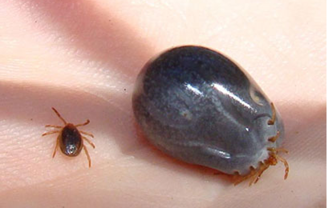 NZ Cattle Tick