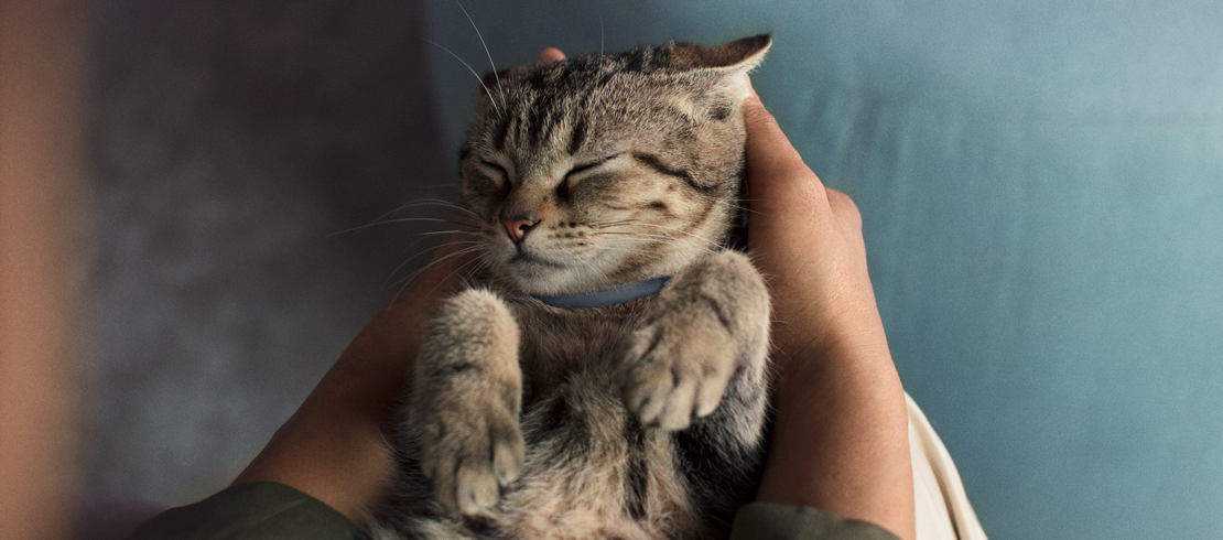 Foto van kat met Seresto halsband
