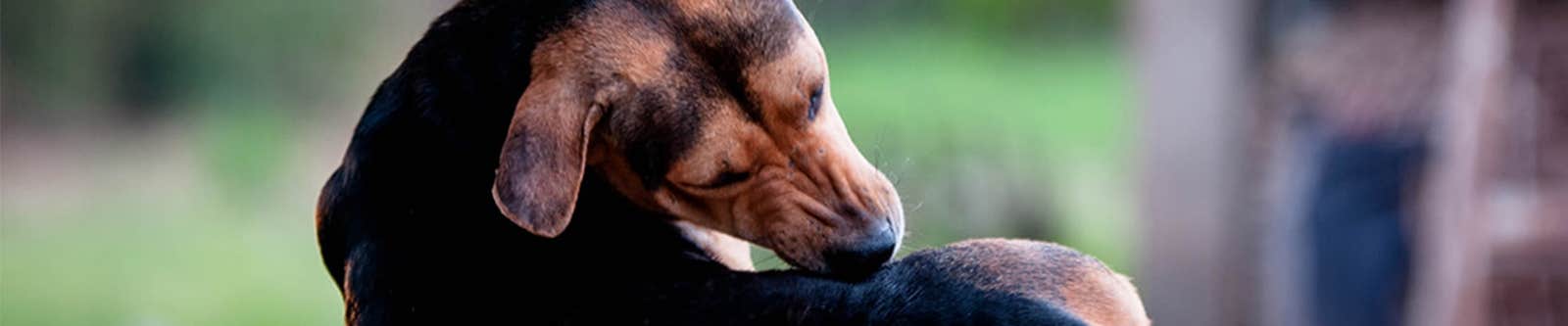 Dog chewing fleas on back