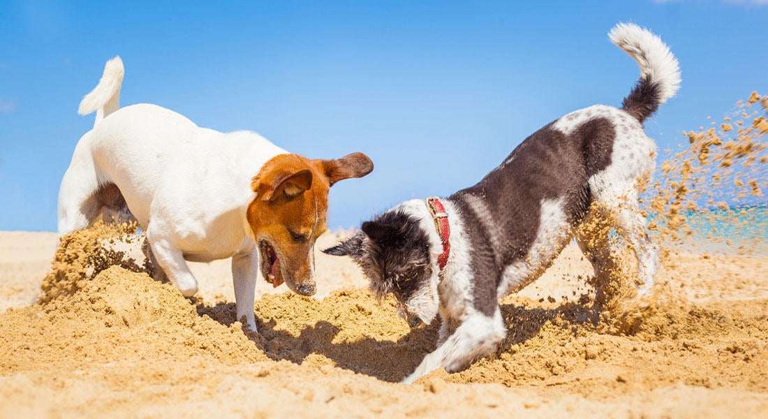  Zwei Hunde ohne Leishmaniose spielen am Strand