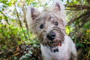Mon chien mange de la terre 1