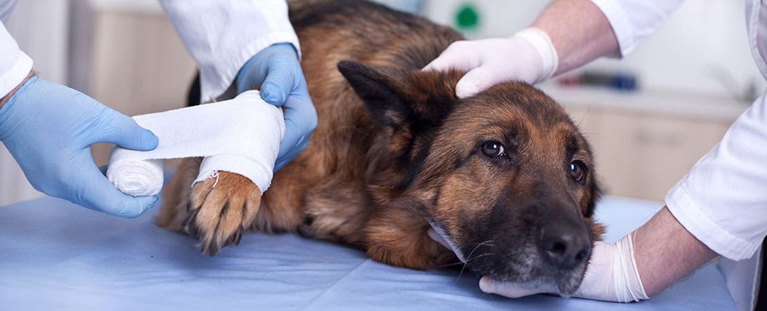 Doctors attending to limping dog with bandage. 