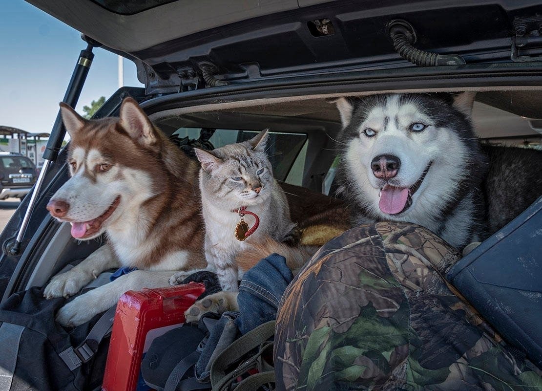 Diskriminere leder Beundringsværdig Kæledyr med på rejsen: Tips til hunde- og katteejere