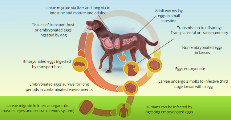 Roundworm lifecycle