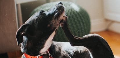 black-lab-sitting-on-carpet-scratching-neck-desktop