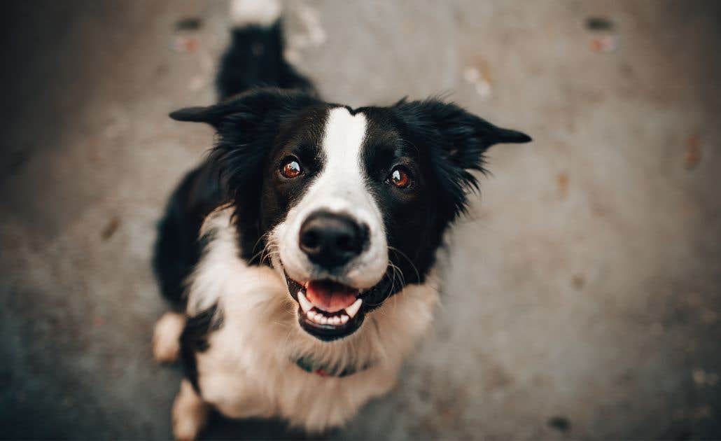 Vermes em cachorros, carrapatos e pulgas: Como prevenir e tratar