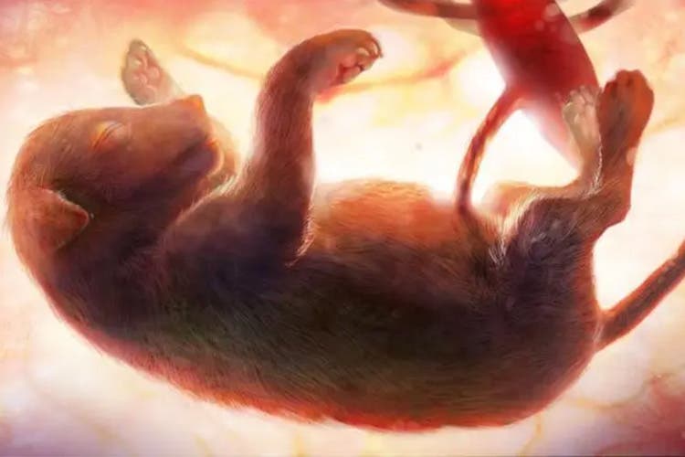 A puppy fetus at week eight
