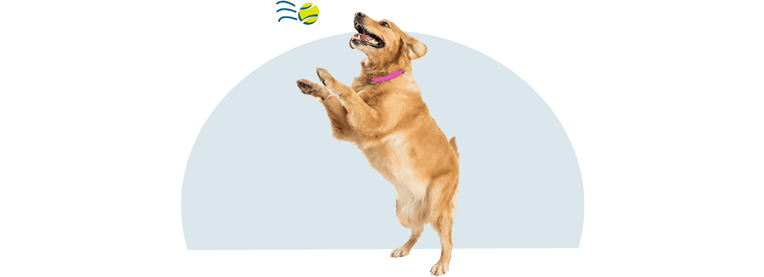 A golden retriever on their hind legs trying to catch a tennis ball. 