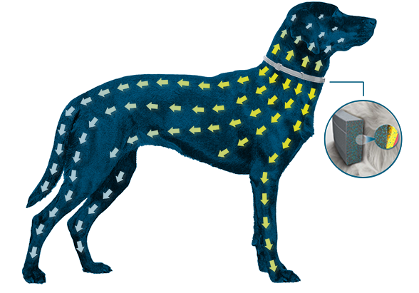 Grafik Hund mit Seresto-Halsband gegen Zecken und Flöhe – geschützt vor Flöhen und Zecken. 