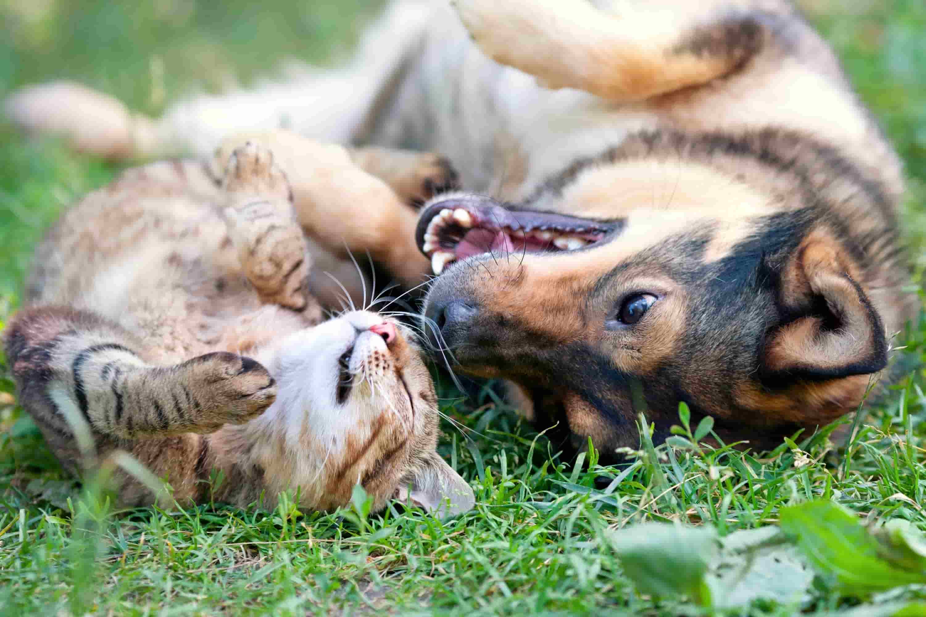 konflikt pomiędzy psem a kotem