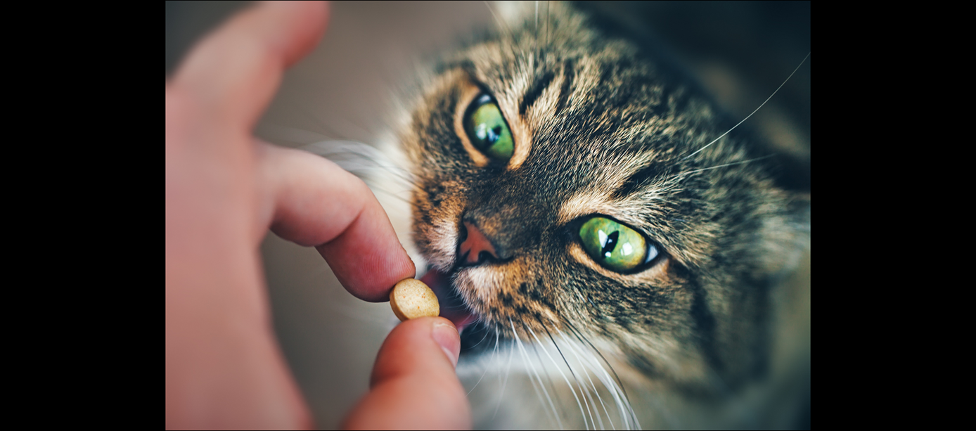 Traitement d’un chat avec un comprimé