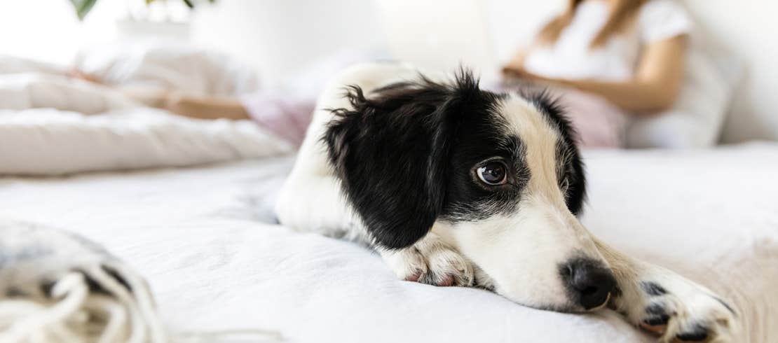 A border collie lying on bed in front of owner with her laptop.