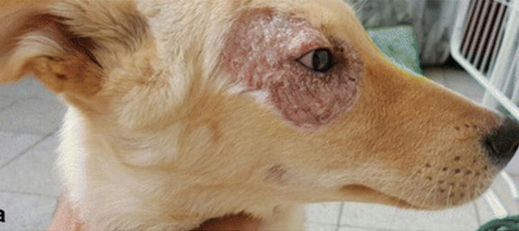 Leishmaniosi del cane