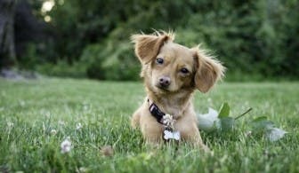 Dog lying on grass