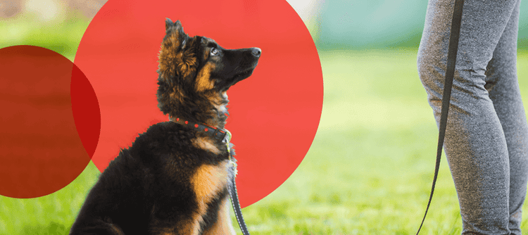 リードにつながれてお座りの指示を受ける、ジャーマン・シェパードの子犬
