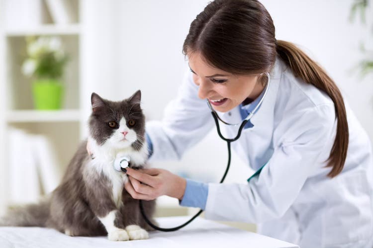 Image showing a cat and a vet 