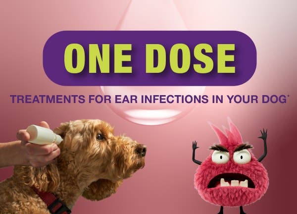 Neptra BOF one treatment for dogs