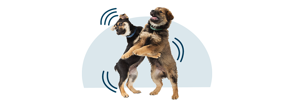 Two dogs standing on their hind legs play wrestling. 