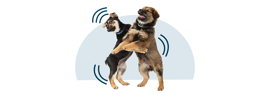 Two dogs standing on their hind legs play wrestling.
