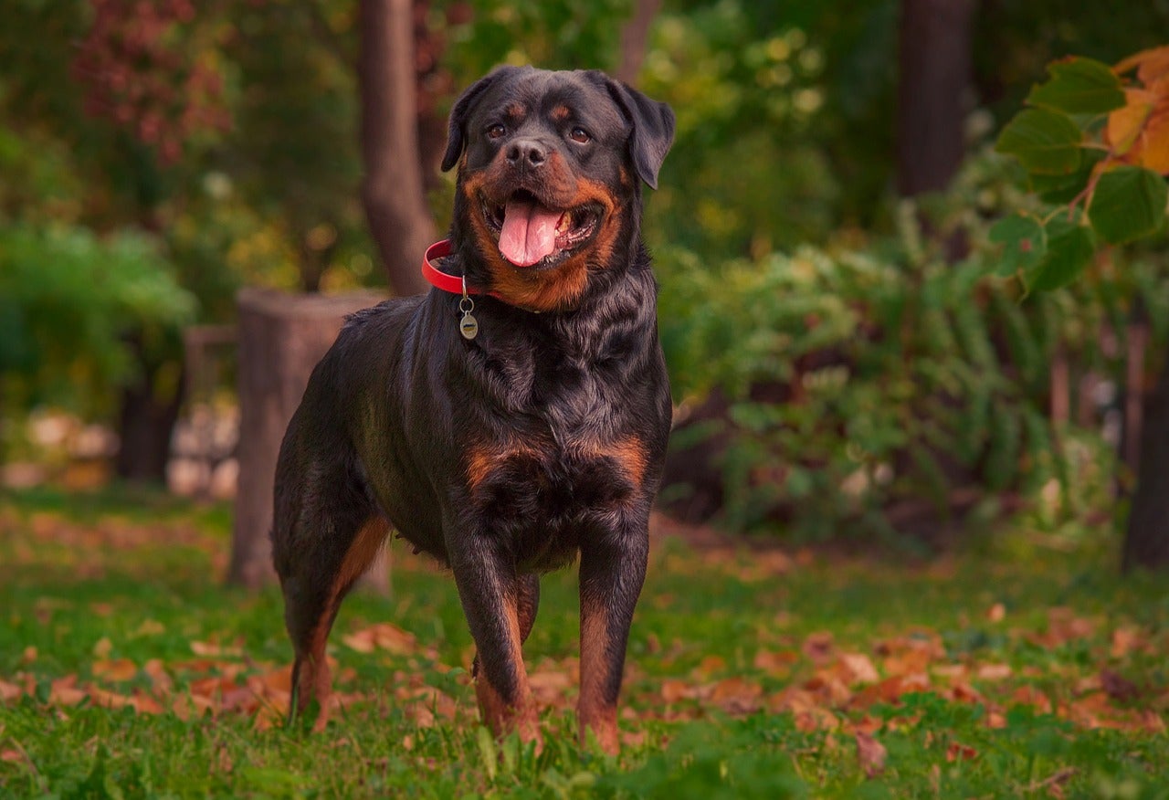 Rottweiler: caratteristiche della razza