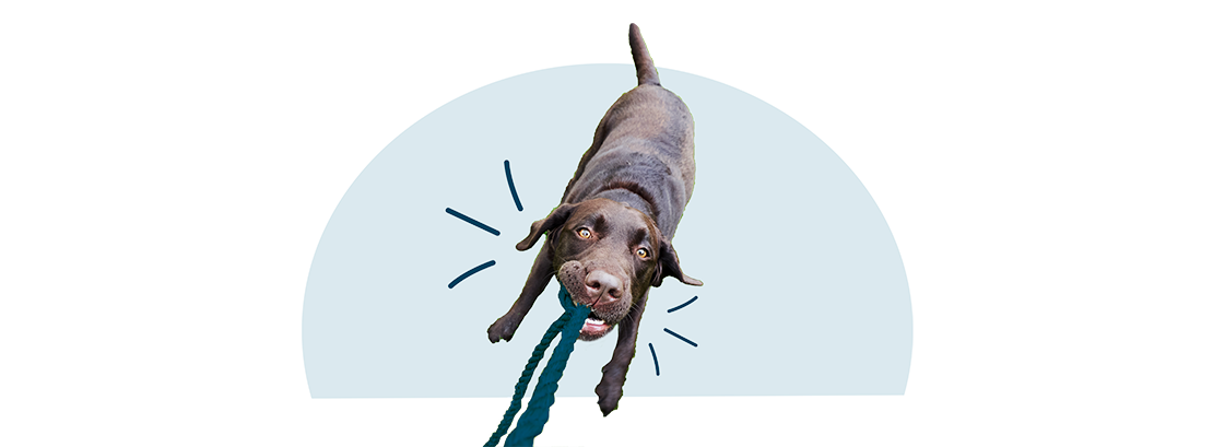 A brown Lab playing tug of war.