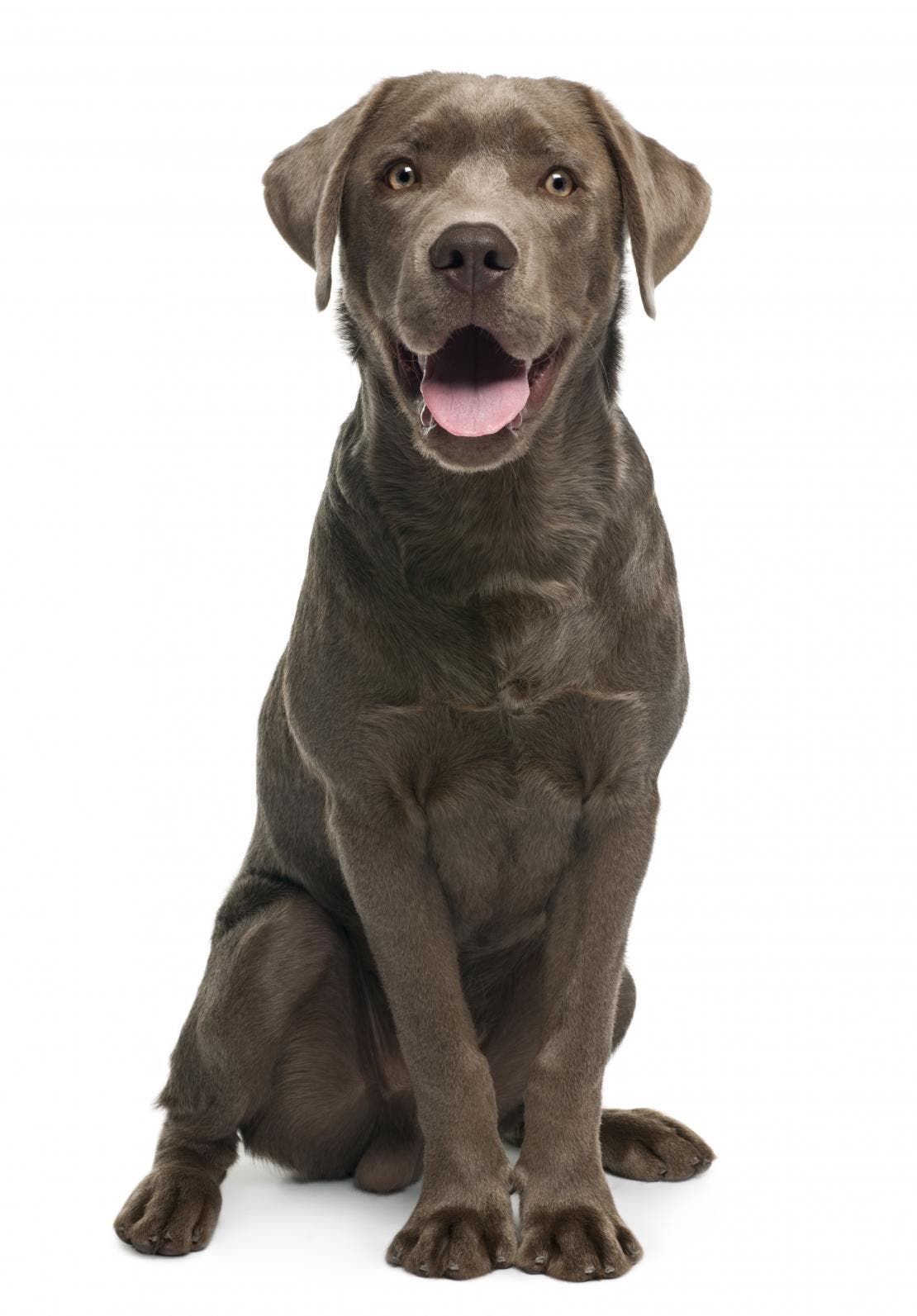 Cachorro adulto sentado de cor marrom